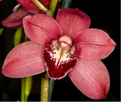 Cymbidium Elderberry Wine (Coming Soon!!)