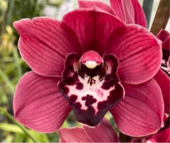 Cymbidium Cumberland Blues *Purple Haze* (Coming Soon!!)