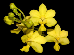 Vanda spathulata (mounted)