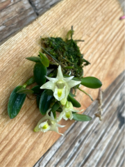 Dendrobium pachyphyllum (mounted)