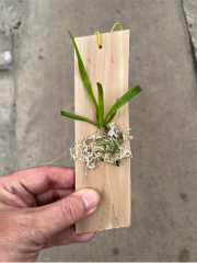 Vanda insignis (mounted)