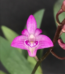 Dendrobium kingianum *Sparkle Plenty*