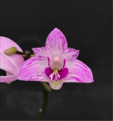 Dendrobium kingianum *San Bar Stripe*