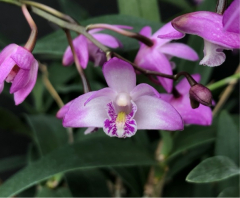 Dendrobium kingianum (*Sweet Fragrance* x *Compacta*)