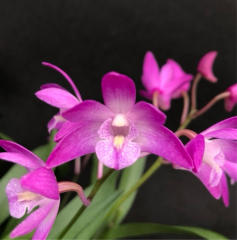 Dendrobium kingianum *Kobai*