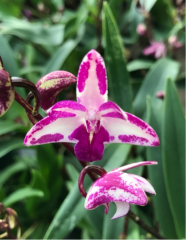 Dendrobium King Zip *Red Splash*