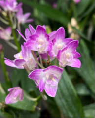 Dendrobium Specio-kingianum *Pink Butterfly*