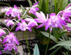 Dendrobium Specio-kingianum *Magenta Butterfly*