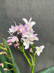 Dendrobium Specio-kingianum *Casablanca*