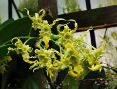 Dendrobium spectabile var. album x sib