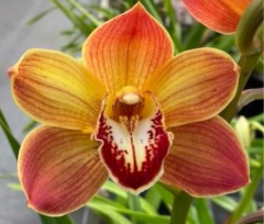 Cymbidium Sunshine Daydream x sib