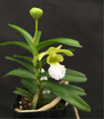 Vanda vietnamica (mounted)