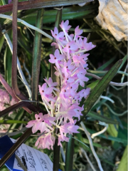 Ascocentrum christiansonianum (mounted)