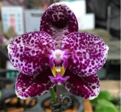 Phalaenopsis Mituo Diamond  *White Python* (Fragrant!)