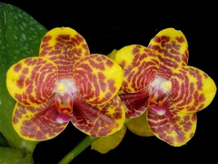 Phalaenopsis Meidarland Cherry Queen (Fragrant!)