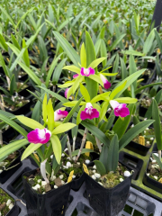 Bc. Hilo Green Gem (Fragrant!)