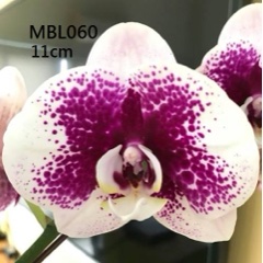 Phalaenopsis MS Purple Firework (In Spike Now)