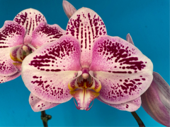 Phalaenopsis MS Butterfly Cuty (In Spike Now!!)