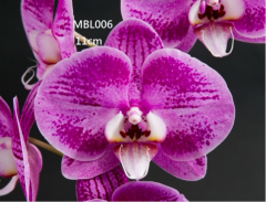 Phalaenopsis Black Rosa (In Spike Now!!)