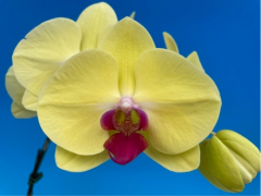 Phalaenopsis Golden Swan (In spike now!!)
