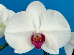 Phalaenopsis Friend*s Red Lip (In Spike Now!!)