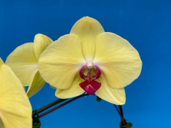 Phalaenopsis Yellow Diamond (In Spike Now!!)