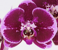 Phalaenopsis Violate Triceratops (In Spike Now!!)