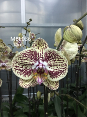 Phalaenopsis Yellow Spot (In Spike Now!!)