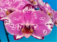 Phalaenopsis Purple Light  (In Spike Now!!)