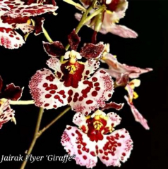 Tolumnia Jairak Flyer *Giraffe*
