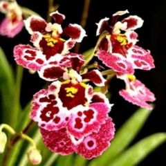 Tolumnia Jairak Firm *Pink Butterfly*