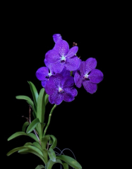 Vanda Kultana Purplish *Blue*