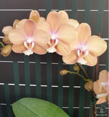 Phalaenopsis I-Hsin Maple Valley (In Spike Now!!) Light fragrance