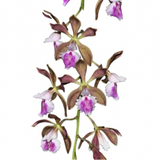Encyclia phoenicea (great chocolate fragrance)