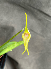 Masdevallia ametroglossa