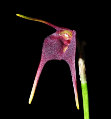 Masdevallia barrowii