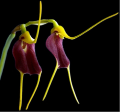Masdevallia aenigma