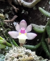 Pelatantheria scolopendrifolium (mounted)
