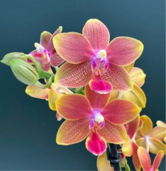 Phalaenopis I-Hsin Golden Tangerine Ice (fragrant)