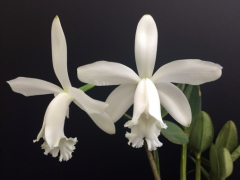 Cattleya intermedia var. alba