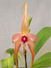 Bulbophyllum echinolabium *Golden Gate*