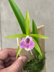 Blc. Gulfshore Beauty x Vaughnara Key Lime Stars (mounted)
