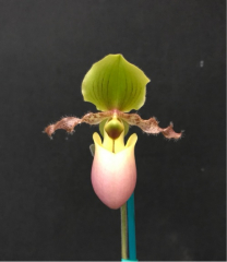 Paphiopedilum Pinocchio