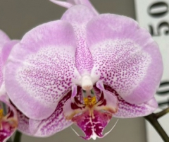 Phalaenopsis Silent Breeze (In spike now)