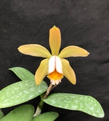 Cattleya forbesii (mounted)