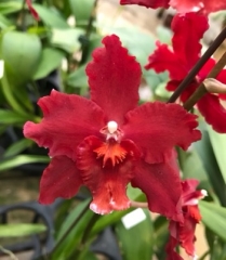 Wilsonara Red Silk (In Spike Now)