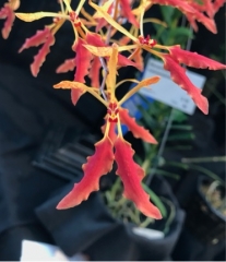 Renanthera vietnamensis (mounted)