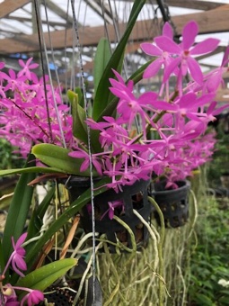 Ascofinetia Cherry Blossom: Orchids By Hausermann