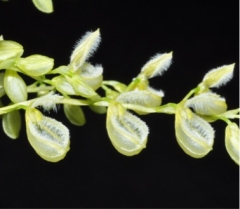 Stelis pilosa