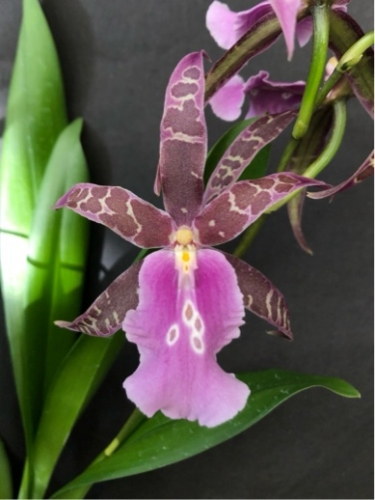 Miltassia Lavender Kiss *Lavender Taffy* AM/AOS: Orchids By Hausermann